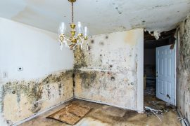 What to do about mould and mildew